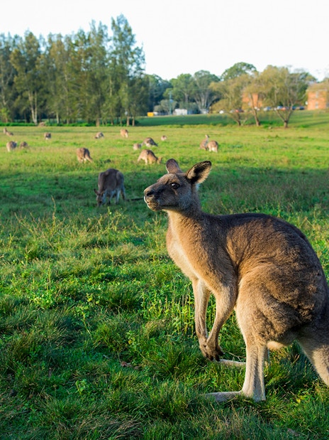 Kangaroos grazing on a field at Phillip Island, Australia.