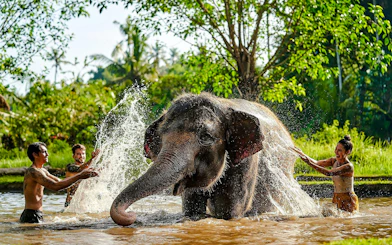 Friends enjoying elephant mud bath at Bali Zoo.
