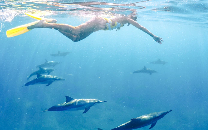 Snorkeler swimming with dolphins in clear waters of Mauritius.