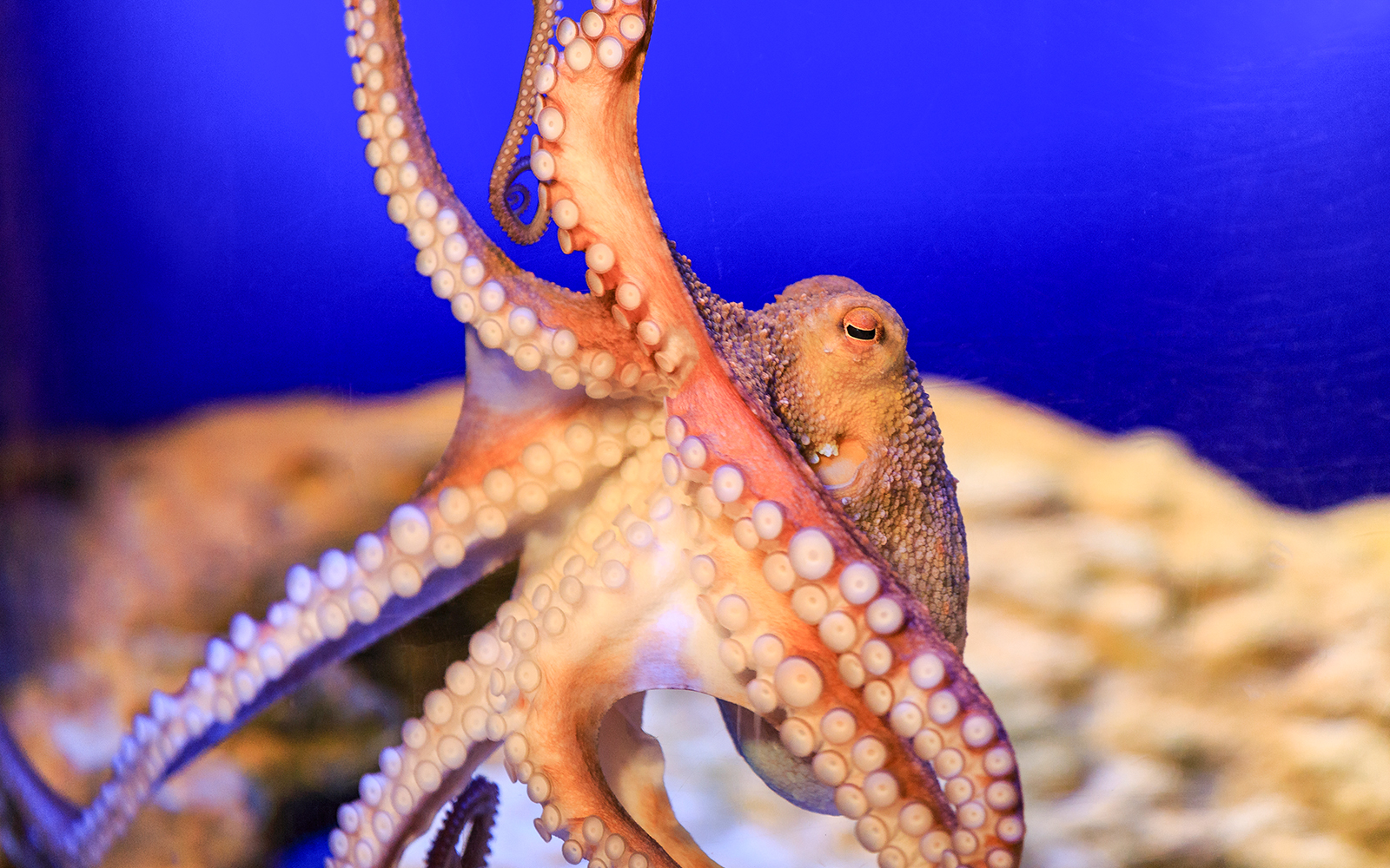 Octopus in the Shipwreck zone at SEA LIFE Munich.