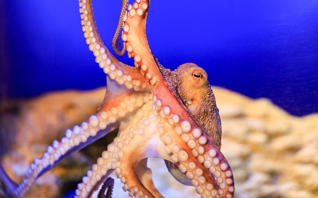 Octopus in the Shipwreck zone at SEA LIFE Munich.