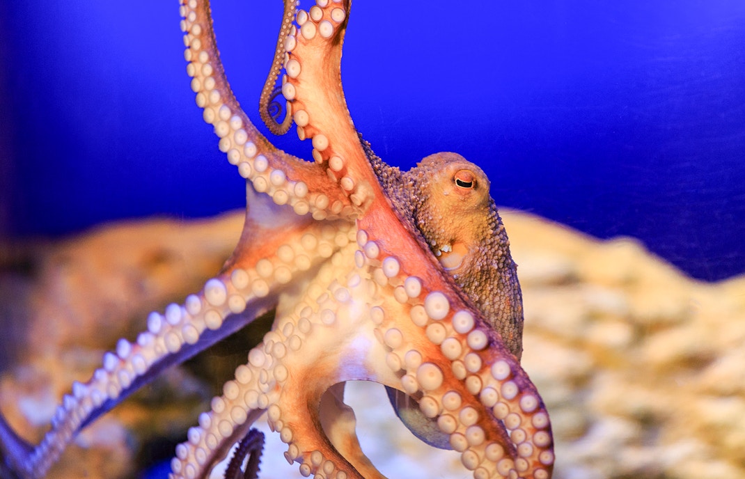 Octopus in the Shipwreck zone at SEA LIFE Munich.
