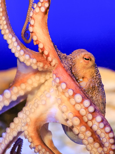 Octopus in the Shipwreck zone at SEA LIFE Munich.