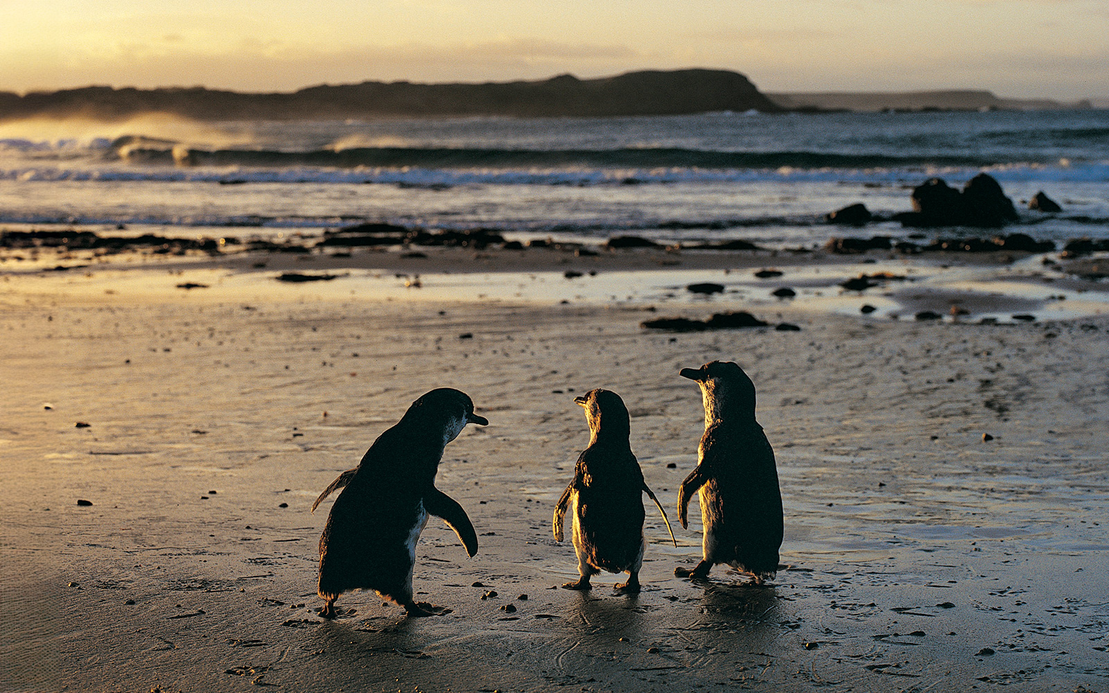 Penguins walking on a beach during sunset at the Penguin Parade.
