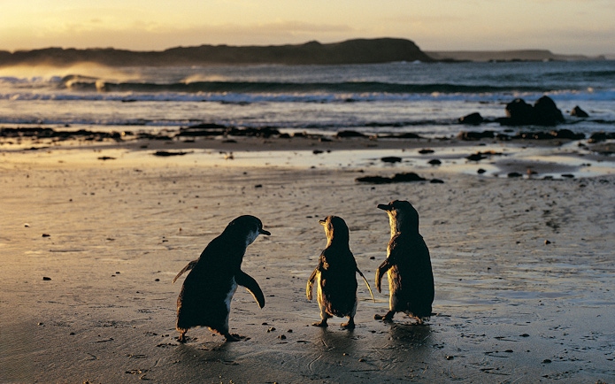 Penguins walking on a beach during sunset at the Penguin Parade.