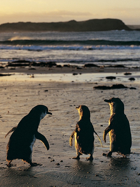Penguins walking on a beach during sunset at the Penguin Parade.