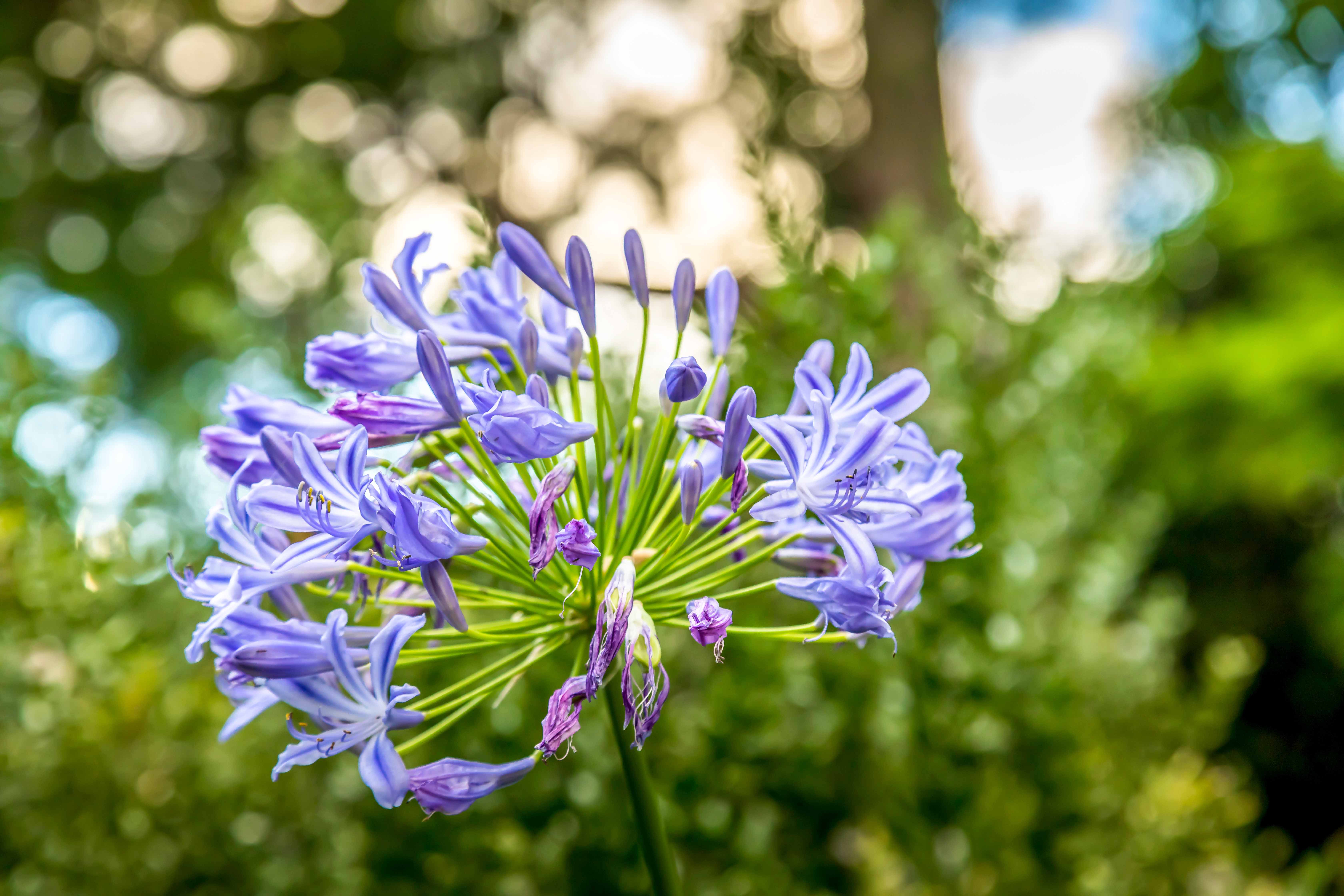 Ashcombe Maze and Lavender Garden Melbourne