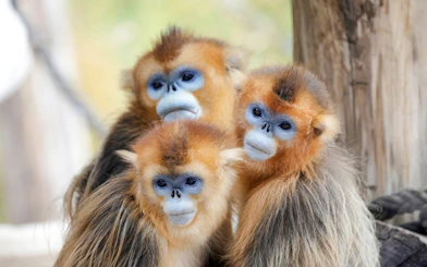 Golden monkeys at Zooparc de Beauval, Loire Valley, France.