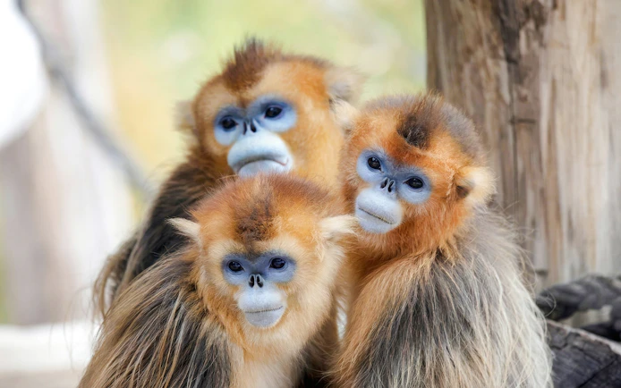Golden monkeys at Zooparc de Beauval, Loire Valley, France.