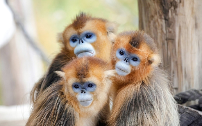 Golden monkeys at Zooparc de Beauval, Loire Valley, France.