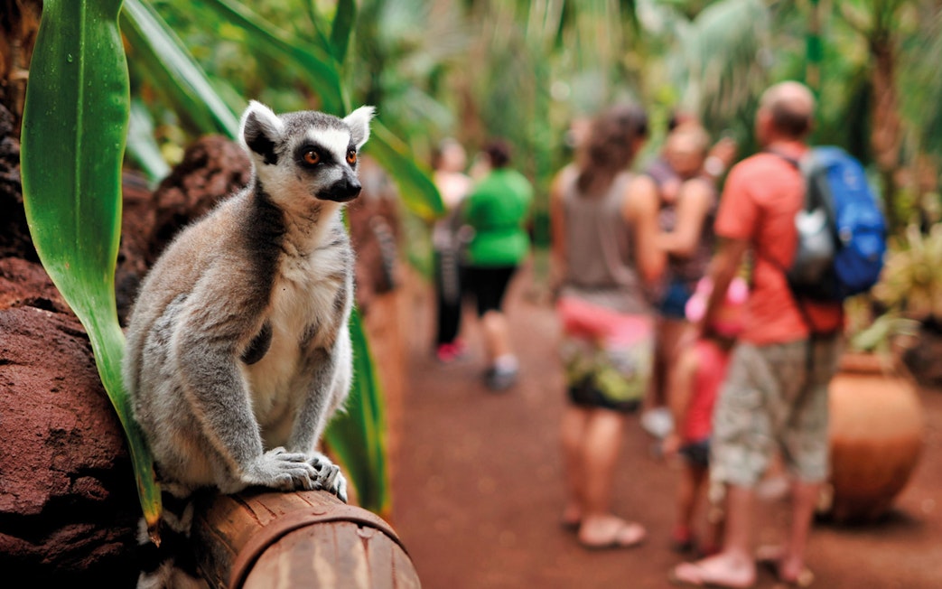 Lemur on a branch at Oasis Wildlife Fuerteventura with visitors in the background.