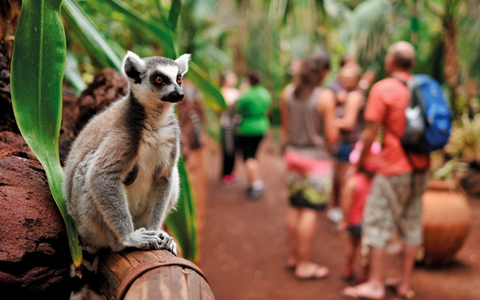 Lemur on a branch at Oasis Wildlife Fuerteventura with visitors in the background.