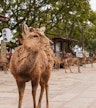 Nara
