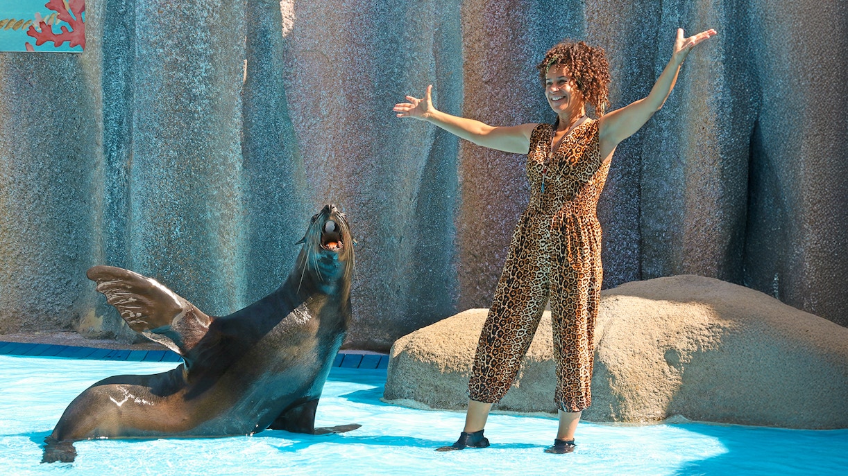Seal performing with trainer at Aquatic Seal Show, Zoomarine Algarve.