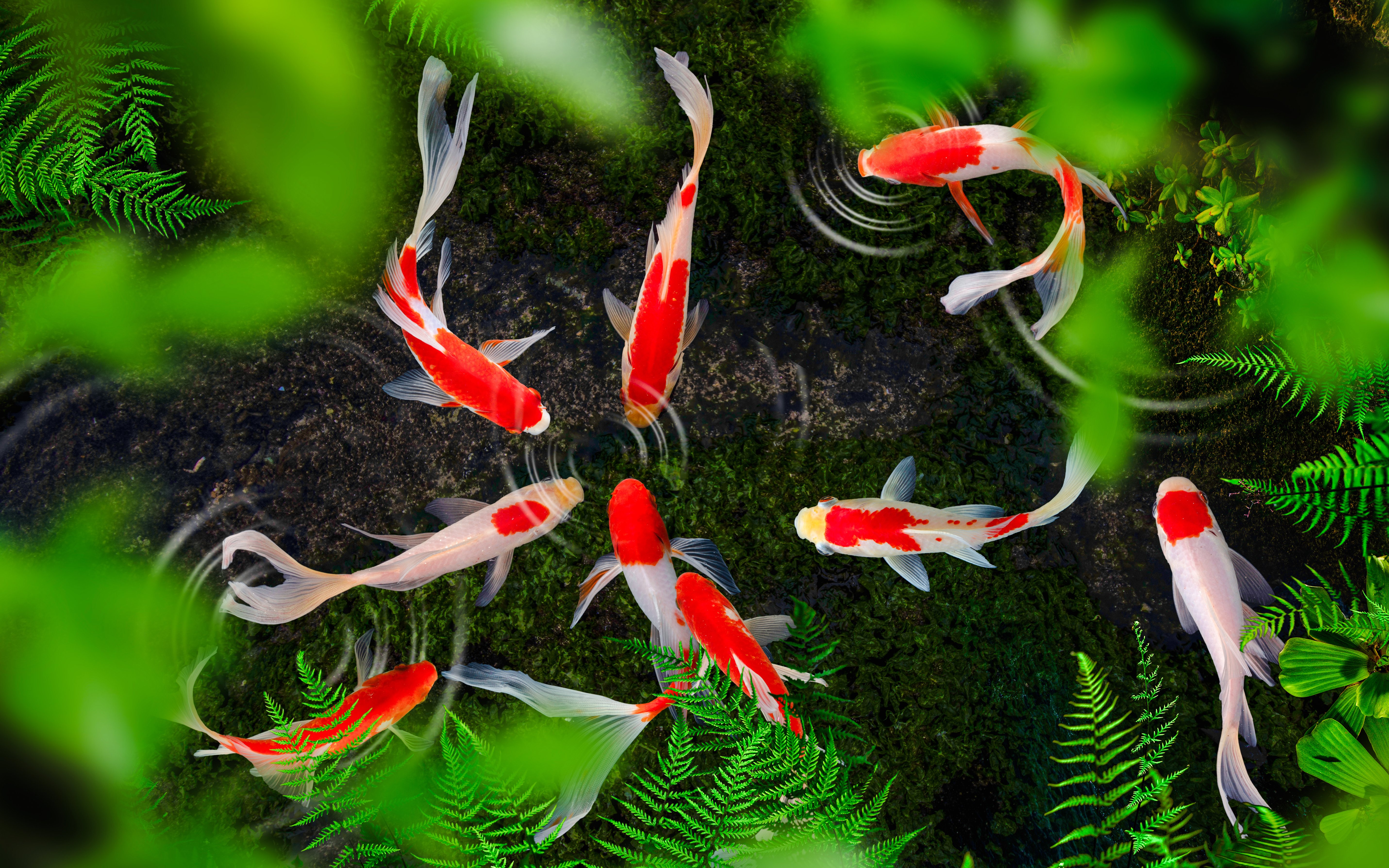 Koi fish swimming in a pond surrounded by lush greenery at The Butterfly Garden.