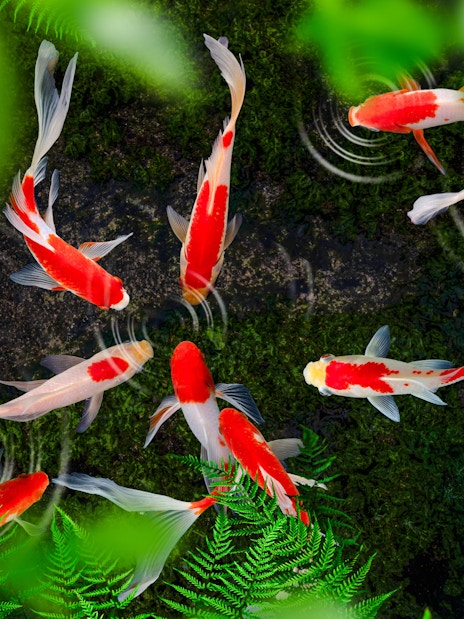Koi fish swimming in a pond surrounded by lush greenery at The Butterfly Garden.