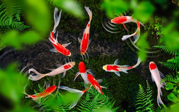 Koi fish swimming in a pond surrounded by lush greenery at The Butterfly Garden.