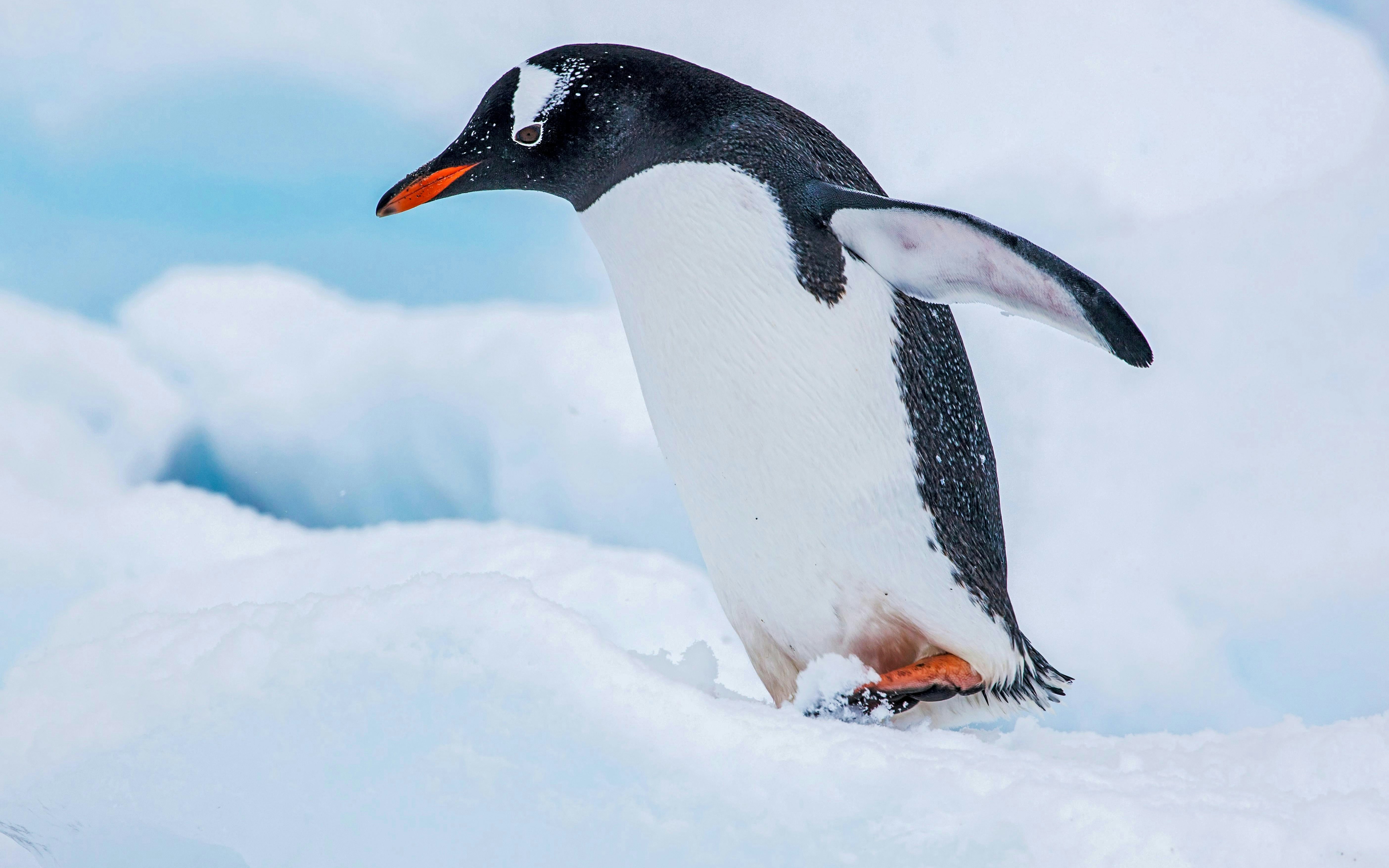 Gentoo penguin walking on snow in Antarctica.