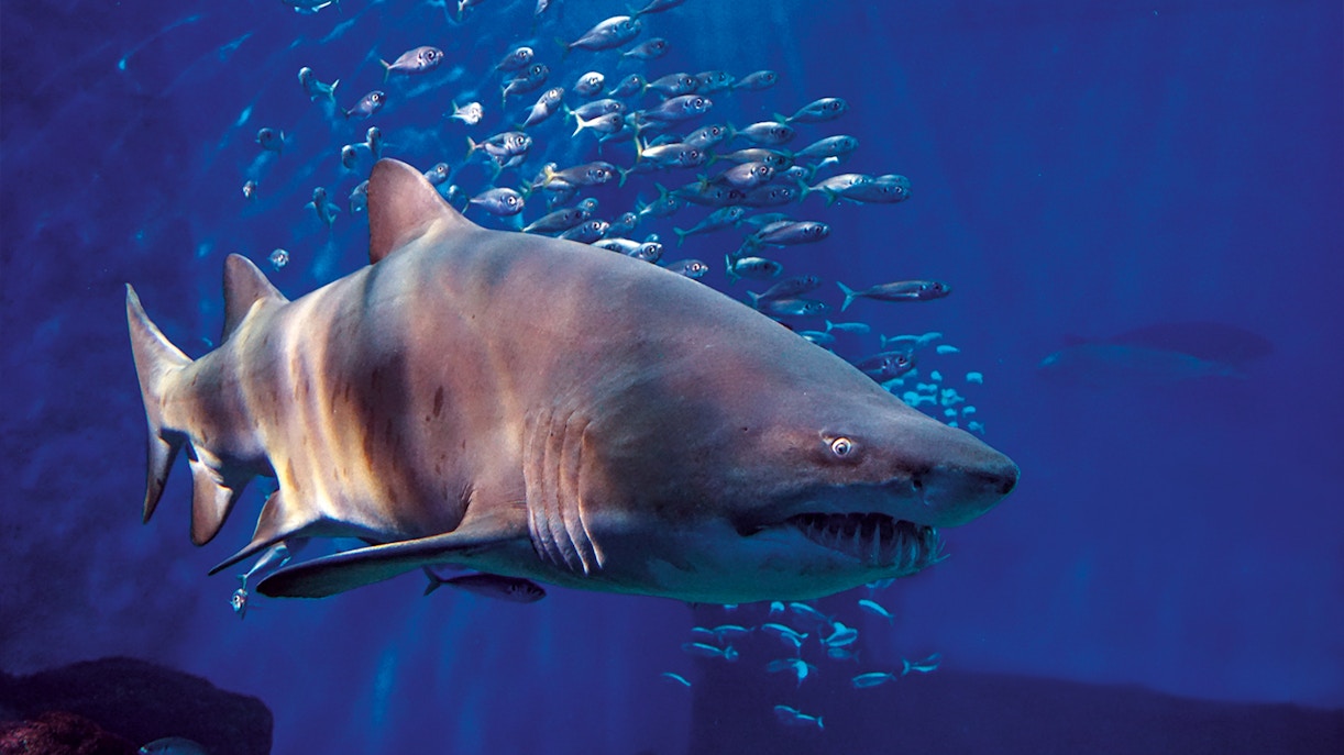 The Oceanarium