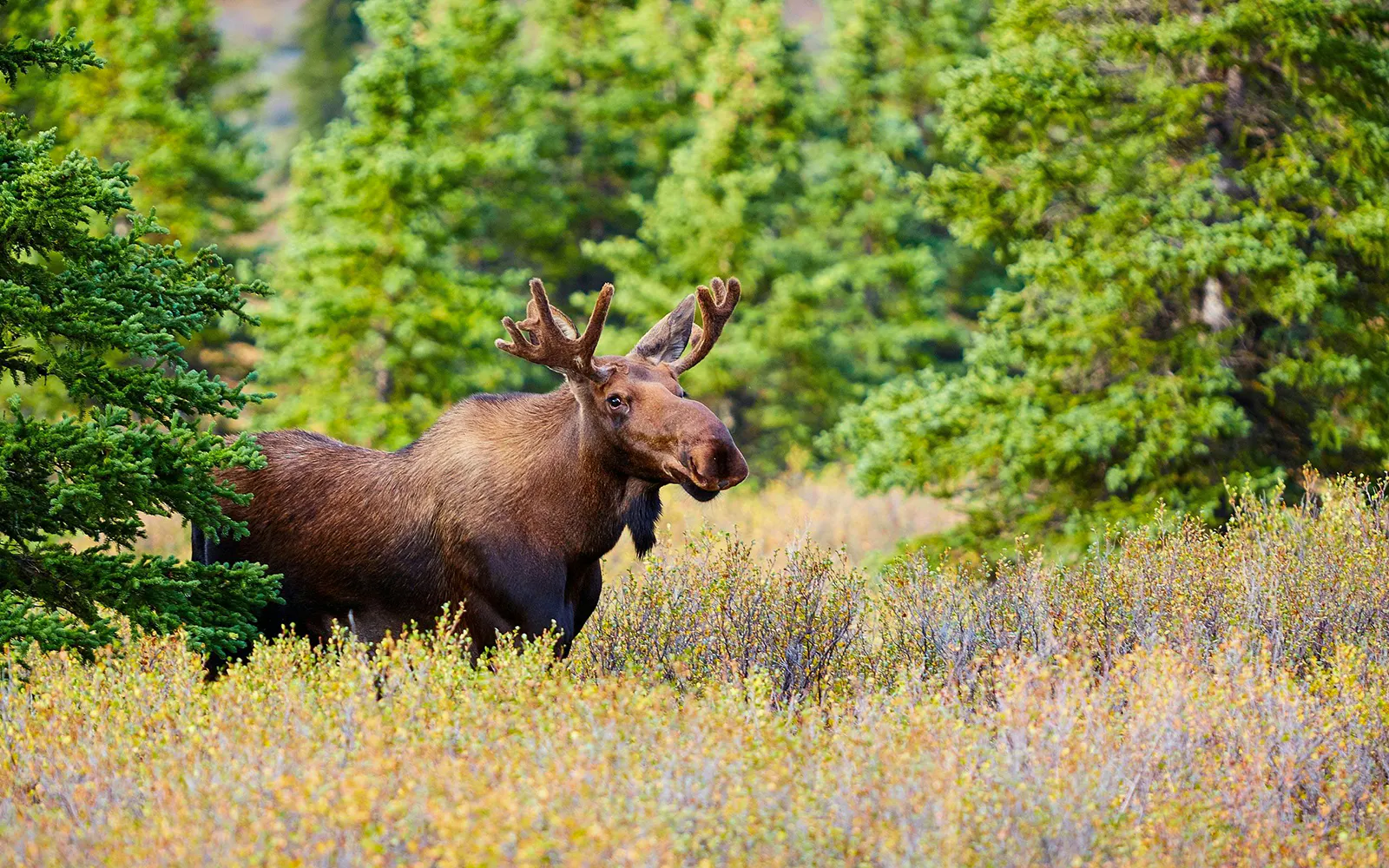 Moose in forest during Northern Lights & Arctic Circle Tour.