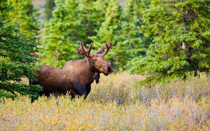 Moose in forest during Northern Lights & Arctic Circle Tour.