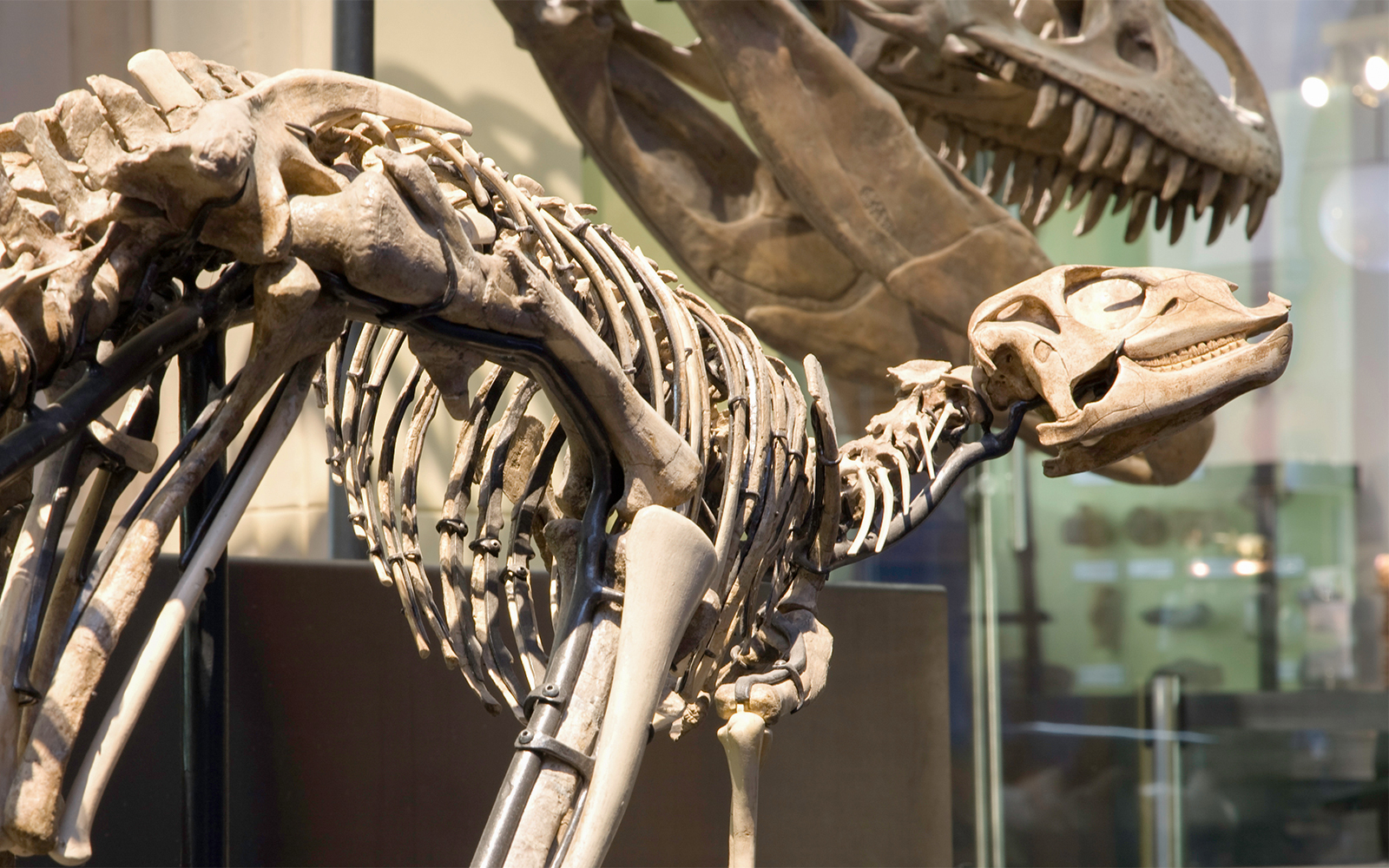 Museu de História Natural de Berlim