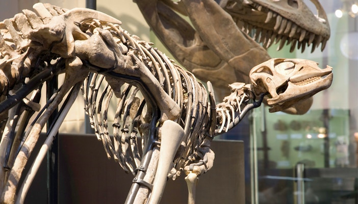 Dinosaur skeleton exhibit at Natural Museum