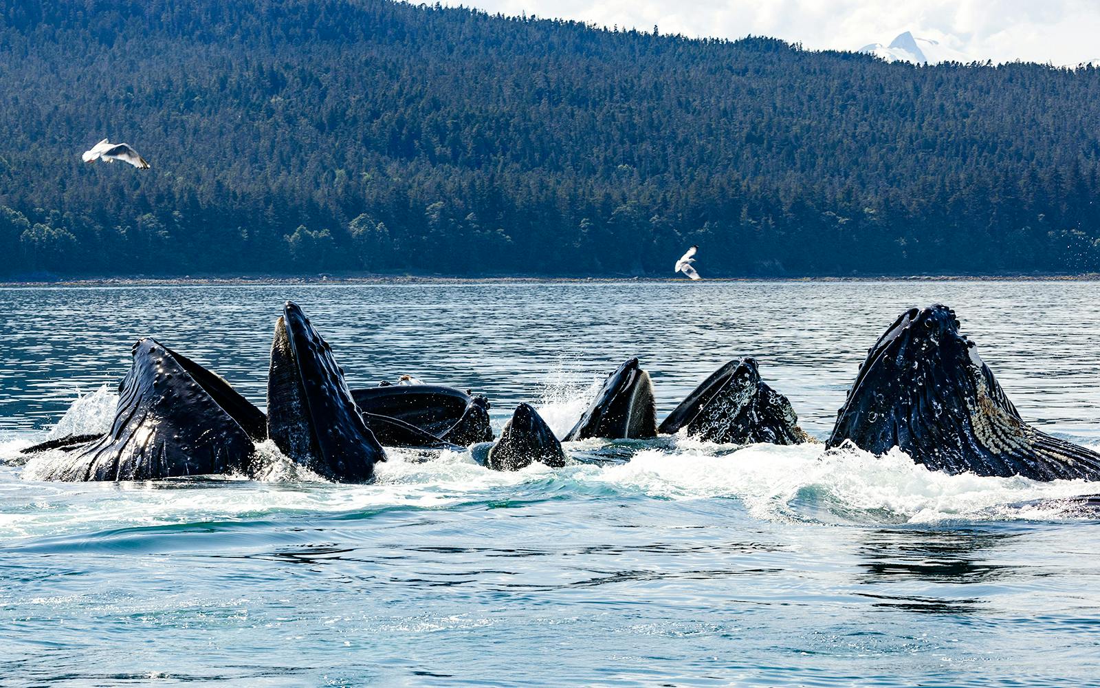 Whales surfacing in Juneau waters during a catamaran whale watching tour.