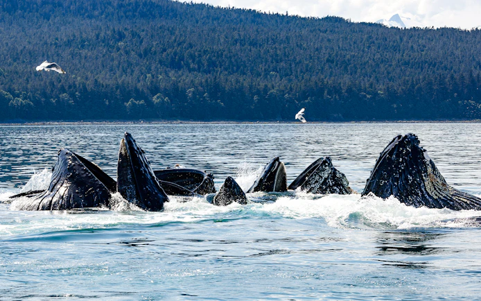 Whales surfacing in Juneau waters during a catamaran whale watching tour.