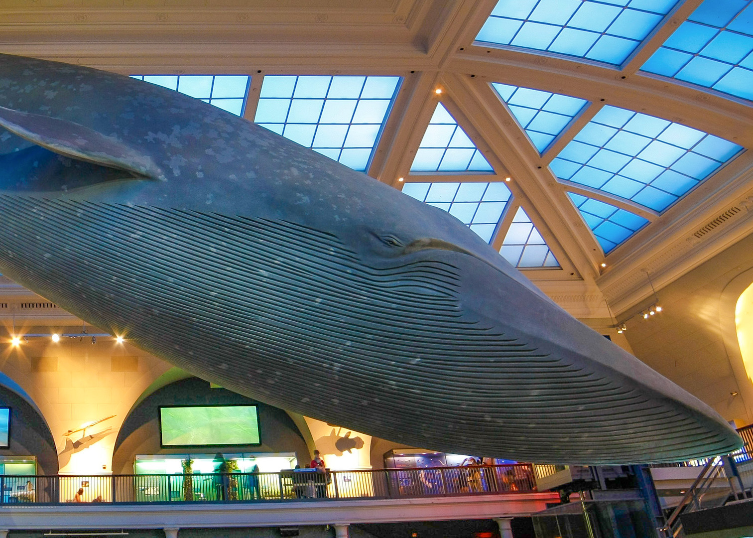 American Museum of Natural History