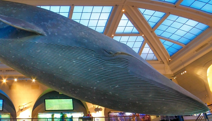 American Museum of Natural History