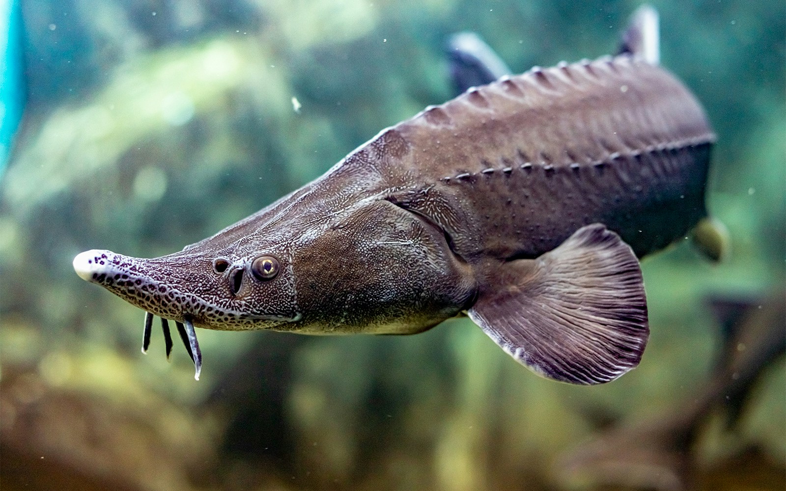 Sturgeon swimming at River Wonders Singapore exhibit.