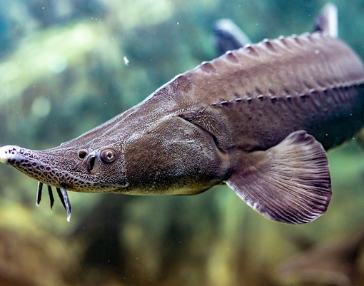 Sturgeon swimming at River Wonders Singapore exhibit.