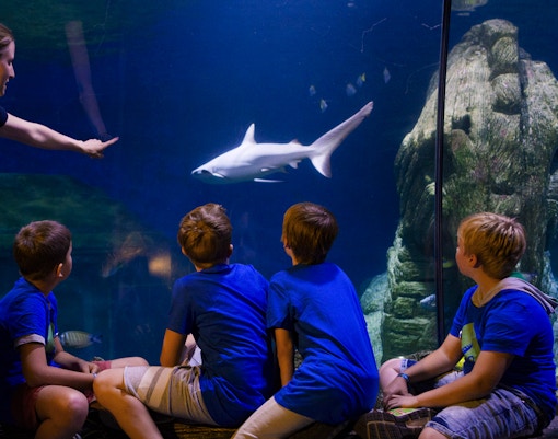 Oceanverse: A camp for ocean conservation