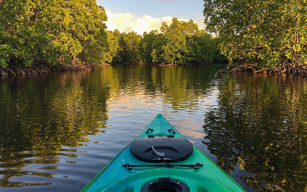 mangrove kayaking tour-5 mangrove kayaking tour-5