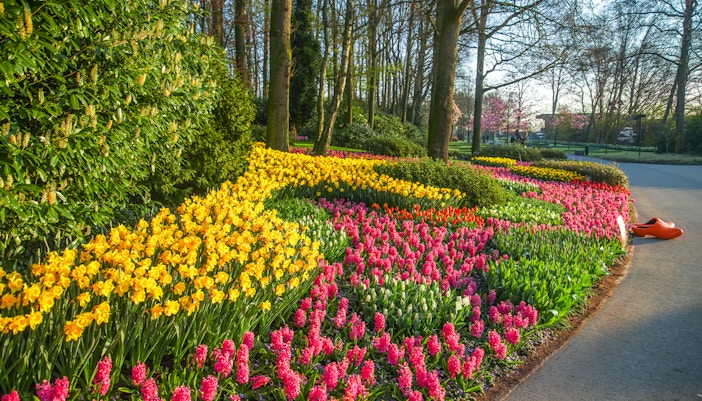 Keukenhof tulip fields with windmill, day trip from Amsterdam.