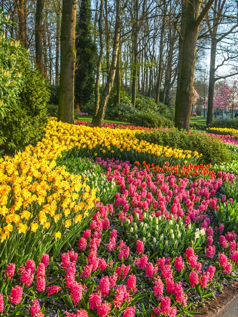Keukenhof garden with colorful tulip beds and wooden clogs, Amsterdam day trip.