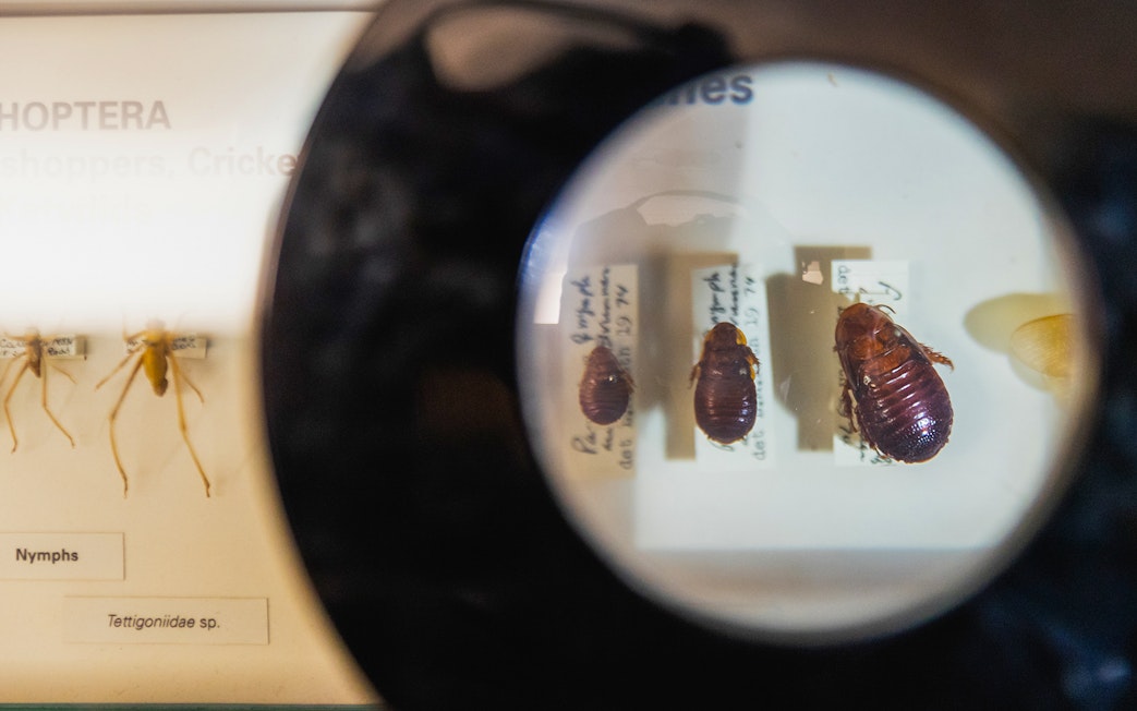 Insect specimens under magnifying glass at Melbourne Museum exhibit.
