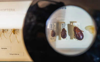 Insect specimens under magnifying glass at Melbourne Museum exhibit.