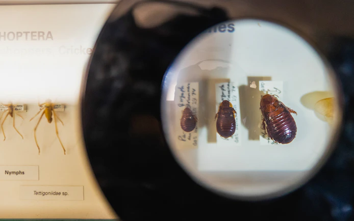 Insect specimens under magnifying glass at Melbourne Museum exhibit.
