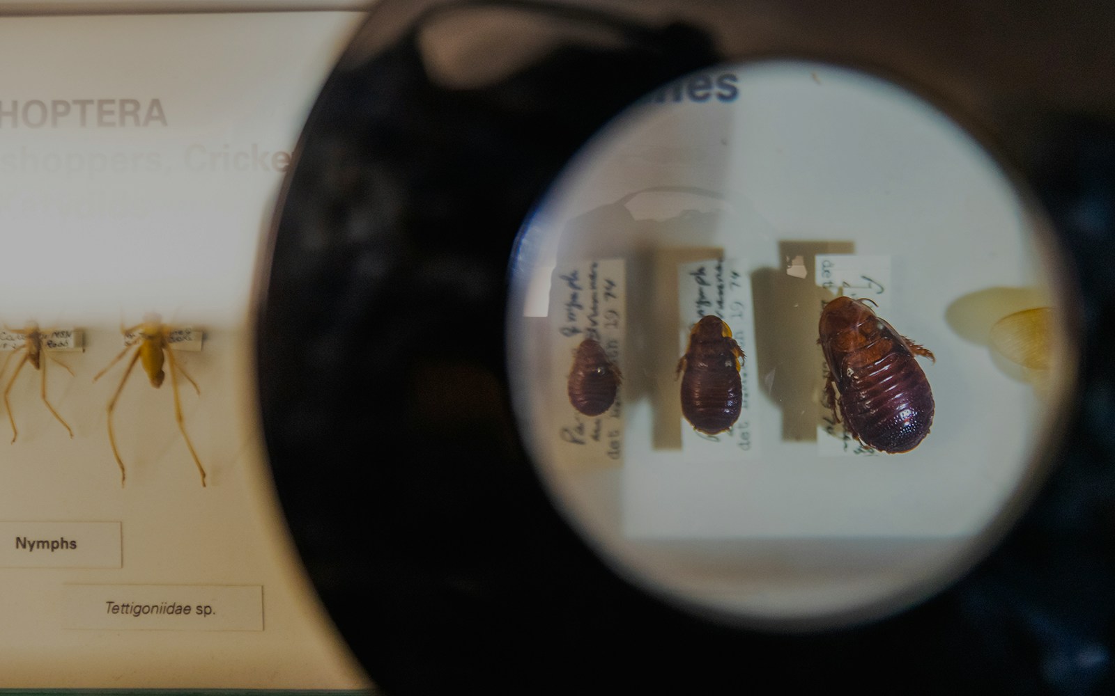 Insect specimens under magnifying glass at Melbourne Museum exhibit.