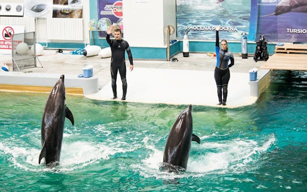 Dolphins performing with trainers at an aquatic show.