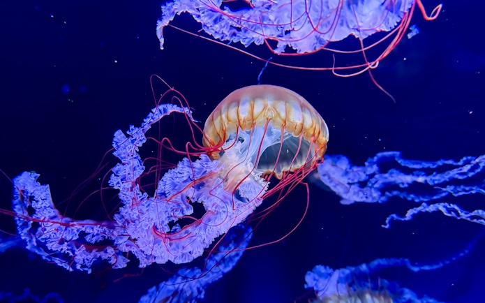 Pacific Sea Nettle jellyfish at Sumida Aquarium, Tokyo.