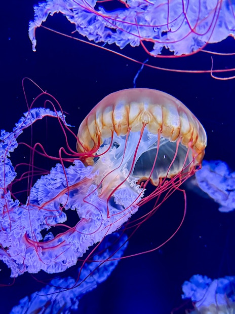 Pacific Sea Nettle jellyfish at Sumida Aquarium, Tokyo.