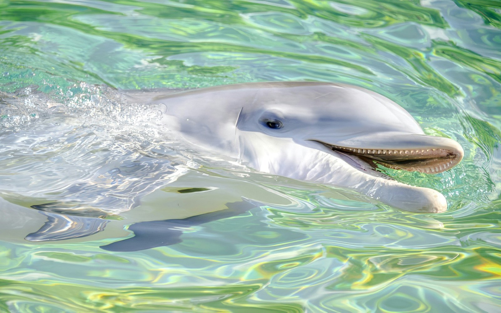 Dolphin swimming at SeaWorld San Antonio.