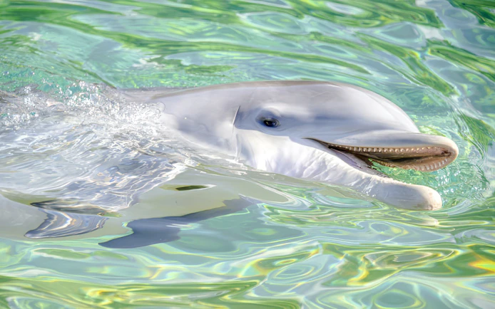 Dolphin swimming at SeaWorld San Antonio.