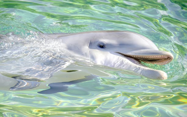 Dolphin swimming at SeaWorld San Antonio.