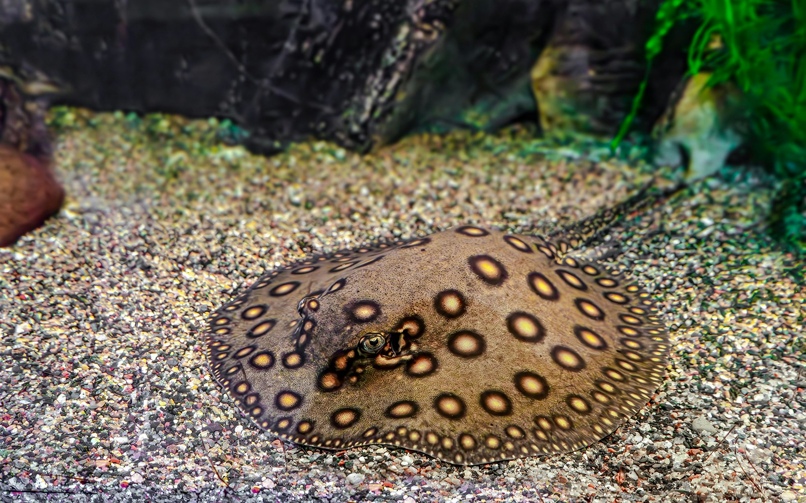 Freshwater whipray resting on gravel in an aquarium setting.
