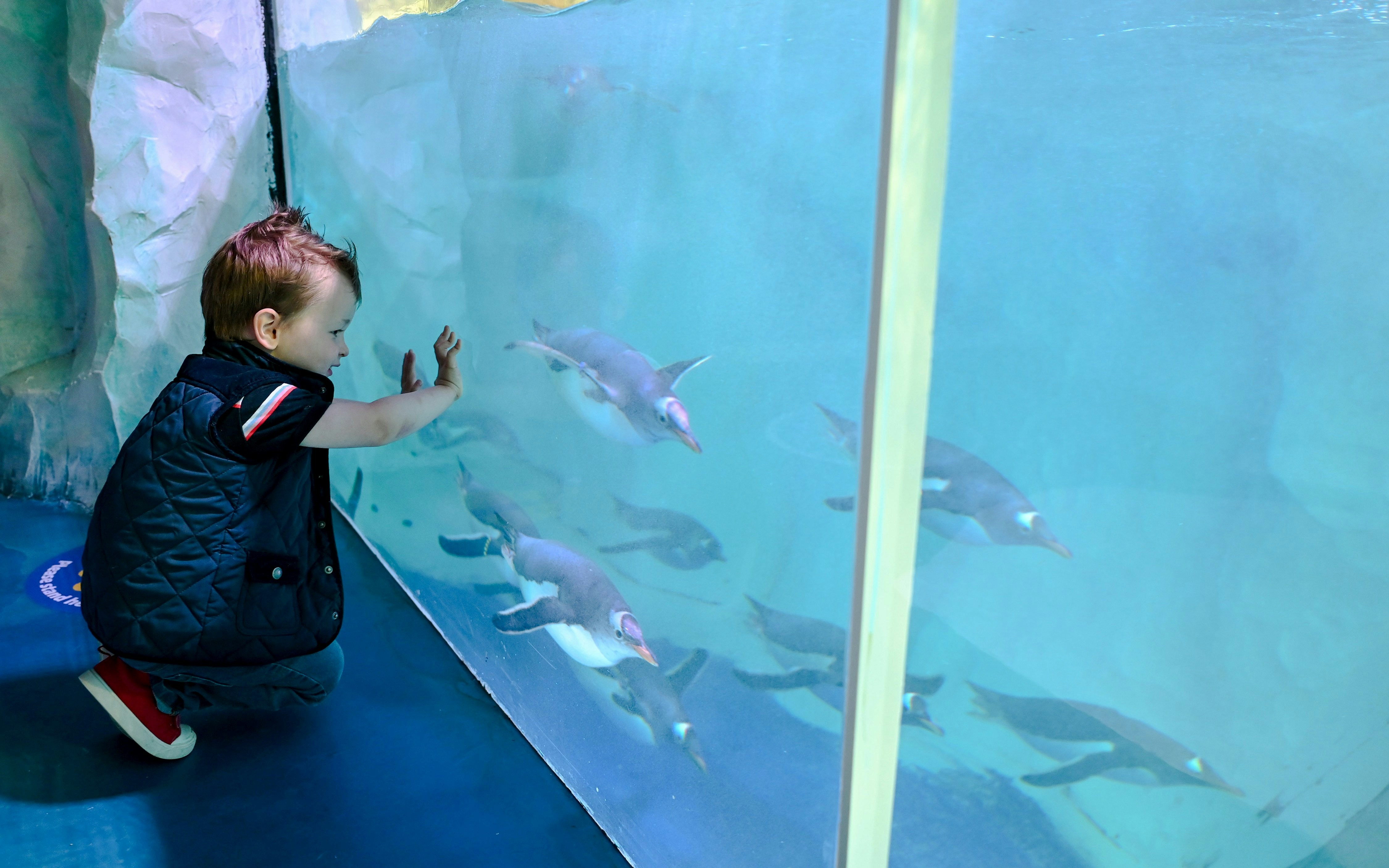 Child observing penguins through glass at SEA LIFE Birmingham.