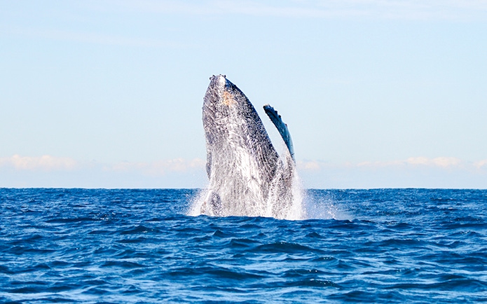 Whale breaching in Lake Macquarie, Australia.